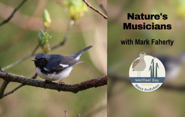TENT Talks: Nature's Musicians with Mark Faherty