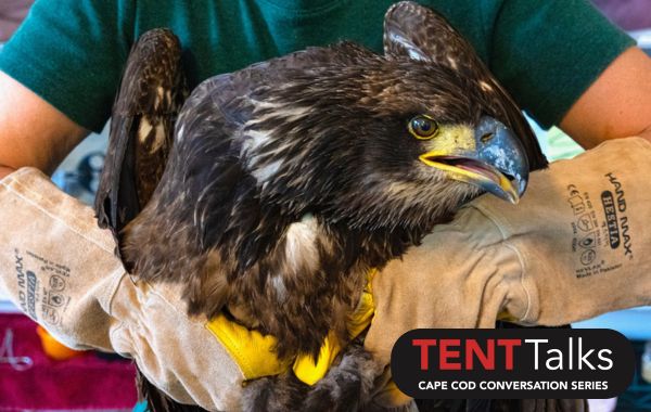 TENT Talk: Tales from a Cape Cod Animal Rehab Facility with Amy Sanders