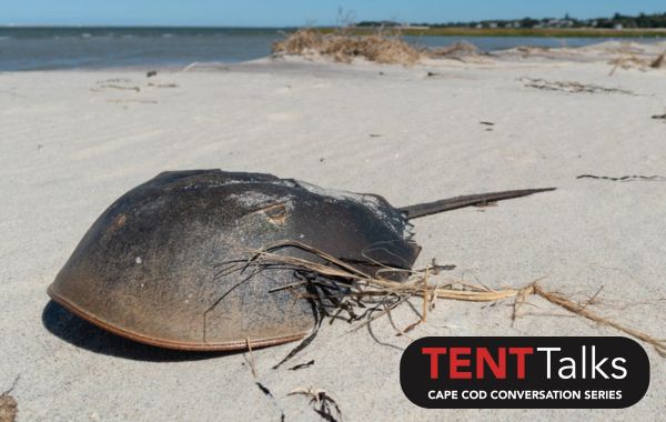 TENT Talk: The Ecological Importance of Horseshoe Crabs with Mark Faherty